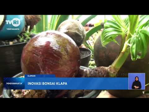 Inovasi Bonsai Klapa