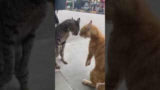 Download lagu mempertahankan orang ketiga #kucing #shorts mp3