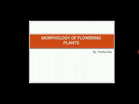 Morphology of Flowering Plants by Torsha Das