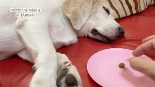 寝ているビーグル犬モモの前にカリカリをひとつずつ置いてみる
