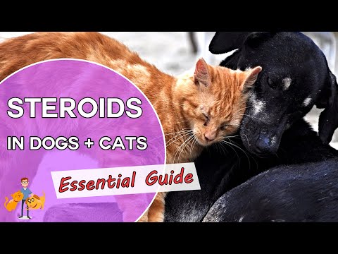 Steroids in Dogs and Cats: should you avoid prednisone? (essential guide!) - Pet Health Vet Advice