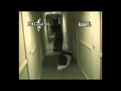 Versailles in hotel - Move Bitch