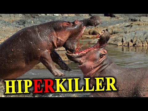 HIPPO Kills More People Than Lions or Crocodiles