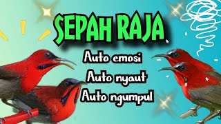Download lagu SUARA PANCINGAN DAN MASTERAN SEPAH RAJA GACOR #sepahraja #kolibrisepahraja mp3 Download lagu SUARA PANCINGAN DAN MASTERAN SEPAH RAJA GACOR #sepahraja #kolibrisepahraja mp3