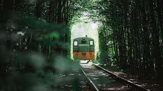 Alishan Taiwan - A Hidden Gem and Why You SHOULD Explore! | Alishan Travel Guide