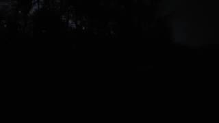 Coyote party in the greenbelt