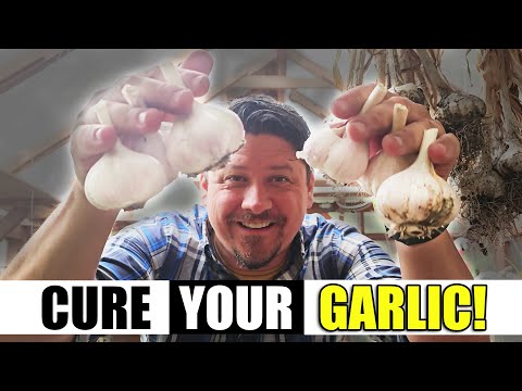 Harvesting Your Garlic The Definitive Guide For Beginners
