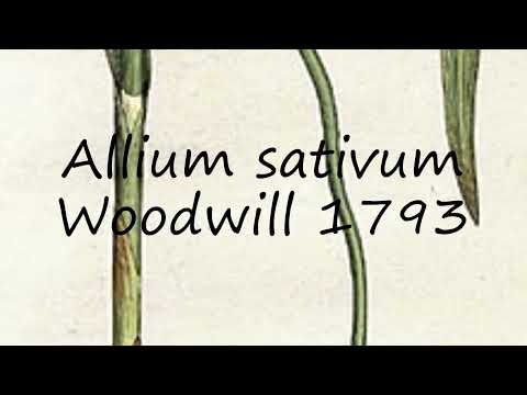 How to pronounce Allium sativum Woodwill 1793 in English?