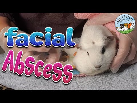 YouTube video about: Will an abscess kill a guinea pig?