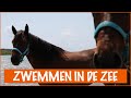 Paarden uitlaten op het strand?! | DierenpraatTV