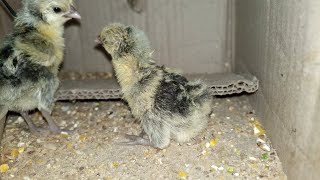 Day 2 - Silver Sebrite chicks 🐥🐣 in desi Brooder