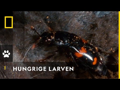 Kinderstube in einem Kadaver | Tierische Freaks