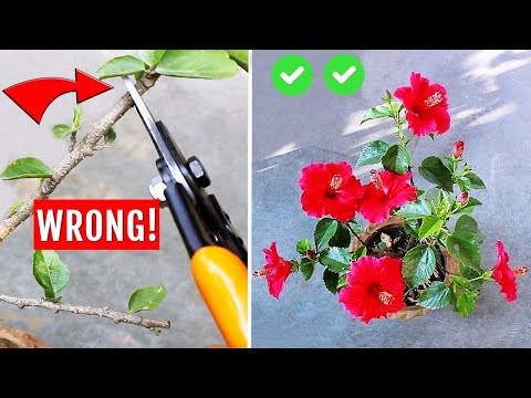 SEE How To Prune Hibiscus PERFECTLY - DO'S & DON'TS