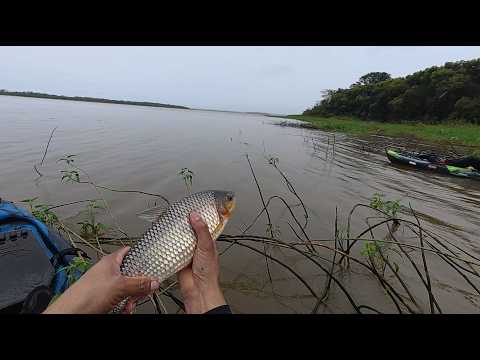 Pescaria,Rio Paranapanema Primeiro de maio PR #pescaria #tucunare #caiaque  