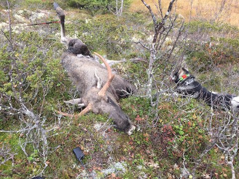Elgjakt del 2. 2016 OkseJakten - Moosehunt in Norway