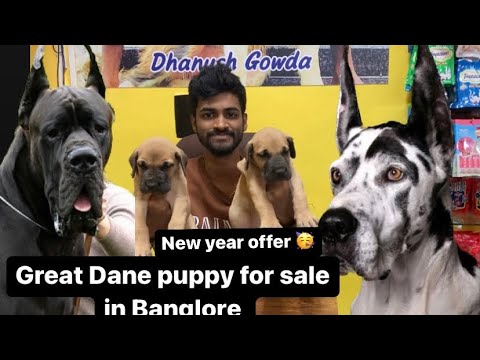 TOP QUALITY GREAT DANE PUPPY FOR SALE IN BANGLORE | DHANUSH GOWDA | 9353268076 | #dogs #puppy #new