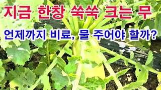 지금 한창 쑥쑥 크는 무. 언제까지 비료, 물 주어야 하는가?(무 재배, 무 비대, 무 웃비료 주기, 무 병…