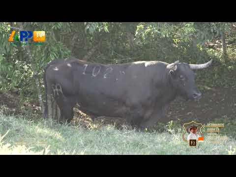 Ganadería Santa Lucía | Manatí 2025.
