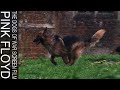 Pink Floyd - Dogs Of War (Concert Screen Film 1987)
