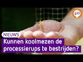 Helpen koolmezen om de eikenprocessierups te bestrijden?