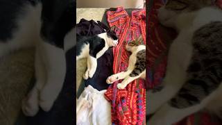 Download lagu The cats are sleeping, bumping into each other, and the chickens will pretend to bark again. mp3 Download lagu The cats are sleeping, bumping into each other, and the chickens will pretend to bark again. mp3