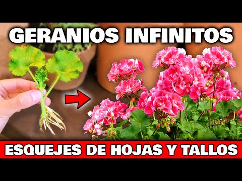 Endless Geraniums from Just One Leaf! Root Geranium Cuttings | Propagate Geraniums