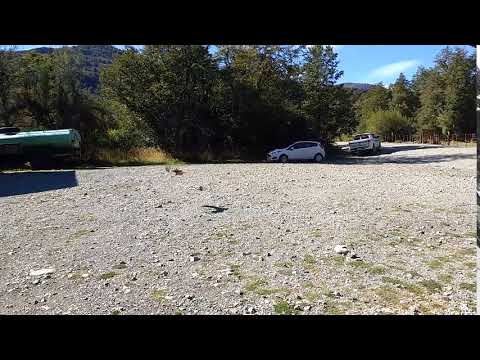 7    Ave Rio Manso Cerro Tronador