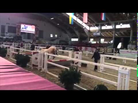 Quaterback's Junior-Centauro's Golden Flashlight pony stallion * 2013 for sale