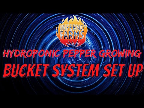 How To Set Up Buckets For Dutch Bucket Hydroponic Carolina Reaper grow