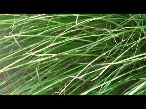 Bipolaris Leaf Spot on Miscanthus