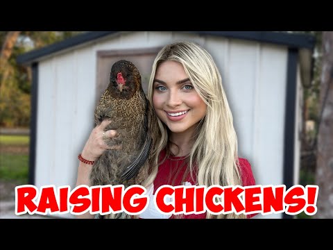 , title : 'How To Raise Backyard Chickens During an Egg Crisis! *Beginner Guide to Raising Chickens*'