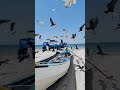 Seagulls Seagulls Sound