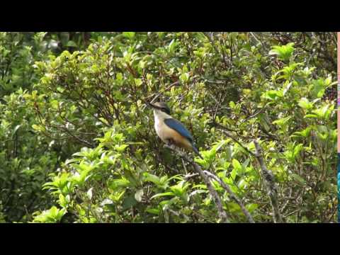 New Zealand kingfisher, kōtare calling