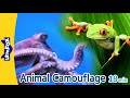 Animals that Camouflage | Octopus, Cheetah, Tree Frog, Grasshopper, Siberian Tiger, Green Iguana