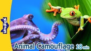 Animals that Camouflage | Octopus, Cheetah, Tree Frog, Grasshopper, Siberian Tiger, Green Iguana