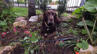 Planting Bioluminescent Flowers || More Begonias and Flowers! Then The Dog Smashed Them