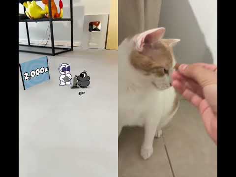 #shorts #cat #entertainment