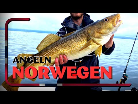 Norwegen - Angeln auf Dorsch, Pollack und Heilbutt!!!