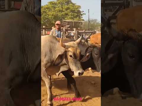 gado a venda região de Estrela de Alagoas. AL