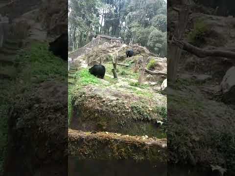 #Padmaja naidu Himalayan zoological park#bears side#very very nice#subscribe #like me#please##🙏🙏🙏🙏