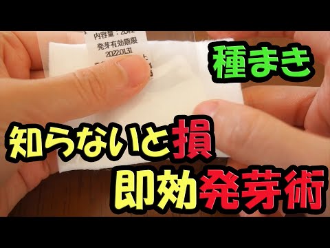 発芽種子とオートミールの野菜スープ