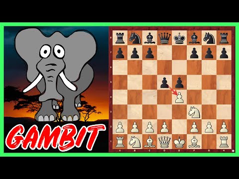 The Elephant Gambit || Ist das Schach oder kann das weg?
