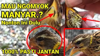 Download lagu Ciri-ciri akurat Manyar Jantan omyokan #manyar #manyargacor #burungmanyar mp3 Download lagu Ciri-ciri akurat Manyar Jantan omyokan #manyar #manyargacor #burungmanyar mp3