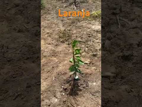 Muda de laranja Una Bahia