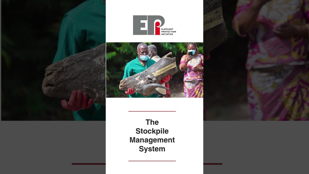 Wildlife crime doesn’t end with a seizure
