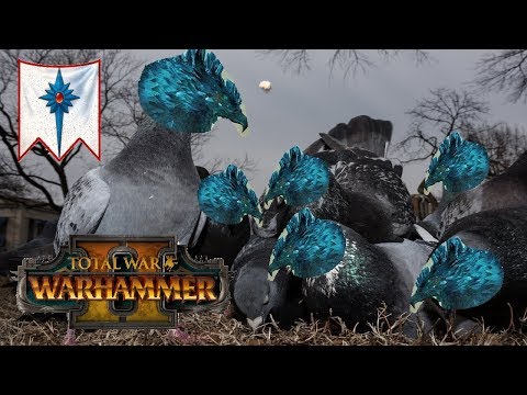 High Elves vs Bretonnia | THE FROST PIGEONS RISE | Total War Warhammer 2