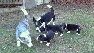 Welsh Corgi Cardigan Vrh F 9 týdnů