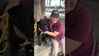Video preview image #1 Labrador Retriever-Unknown Mix Puppy For Sale in Pasadena, CA, USA