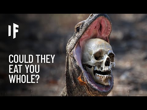 What If You Were Attacked by a Komodo Dragon?（What If You Were Attacked by a Komodo Dragon?）