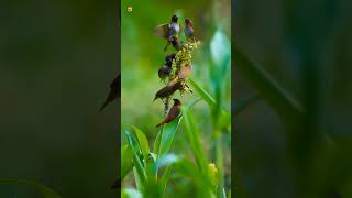 Download lagu Suara burung pipit dada bersisik | burung kecil 🧡 mp3